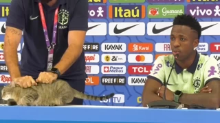 Dünya Kupası’ndaki kedi skandalı nedeniyle Brezilya'ya dava