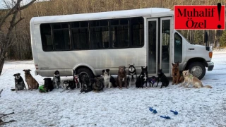 Aynı insanlar gibi otobüse biniyorlar: Alaska’nın şanslı köpekleri
