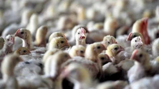 Japonya'da kuş gribinden itlaf edilen tavuk sayısı 10 milyona yaklaştı