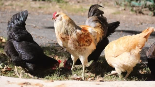 Japonya'da kuş gribini önlemek için 10 milyondan fazla tavuk öldürülecek