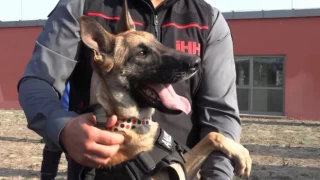 Bozo, Angel ve Patron isimli arama-kurtarma köpekleri 50 şahsın hayatını kurtardı