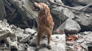 İsveç ekibinin köpeği Killian enkaz altından 17 can kurtardı