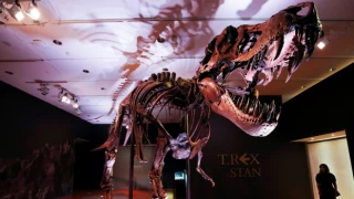67 milyon yıllık dev T-Rex iskeleti açık artırmayla satılacak
