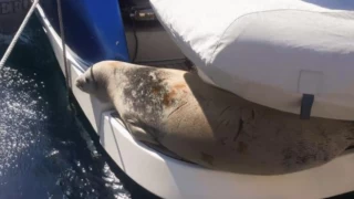 Akdeniz foku tekneye sığındı: Nesli tükenme tehlikesi altında