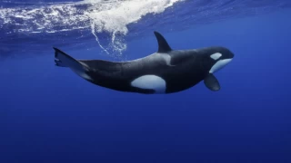 Dünyanın en yalnız balinası, 44 yıllık esaretin ardından öldü