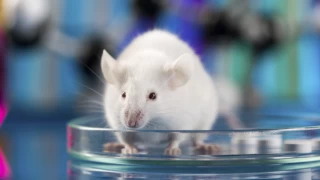 İki erkek fareden alınan hücrelerle yumurta geliştirildi