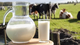 İnek sütü miktarı ocakta yüzde 4.4 arttı