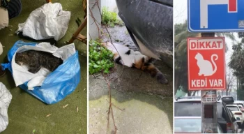 Kadıköy’de mahalleliyi ayağa kaldıran katliam: 34 kedi ölü bulundu!