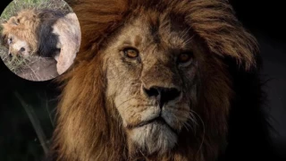 'Serengeti'nin Kralı' genç aslanlar tarafından öldürüldü
