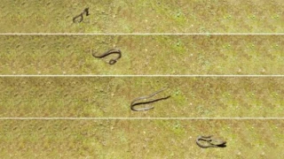 Bilim insanları ilk kez takla atan yılan görüntüledi