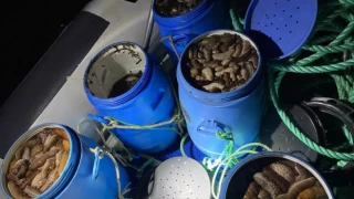 El konulan deniz patlıcanlarını imha etmek yerine satan Tarım Müdürlüğü görevlileri tutuklandı