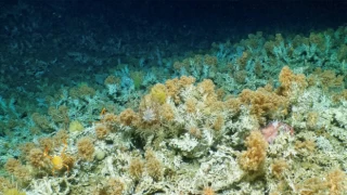 Galapagos Adaları'nda el değmemiş mercan resifi keşfedildi