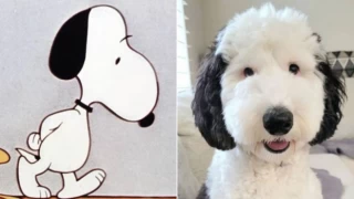 Gerçek Snoopy bulundu: Sosyal medyada viral oldu