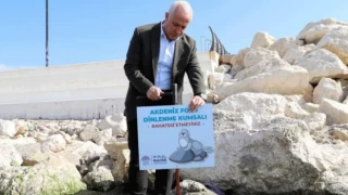 Mersin'de Akdeniz fokları için uyarı tabelaları yerleştirildi