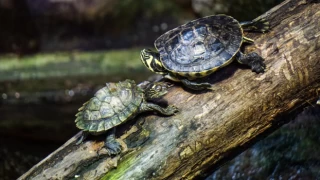 Tatlı su kaplumbağalarının ay ışığından faydalandığı tespit edildi