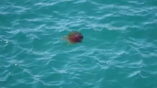 Çanakkale Boğazı'nda zehirli tehlike: Pusula denizanası