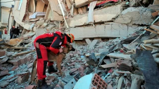 Deprem bölgesindeki büyük akrep ve yılan problemi