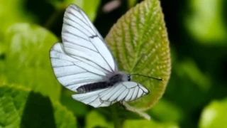 İngiltere'de 100 yıl önce soyu tükendiği belirlenen kelebek türü, yeniden ortaya çıktı