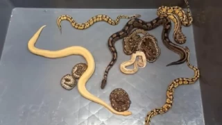 Kapıkule'de kadın çorapları içinde 28 piton yılanı bulundu
