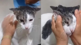 Kedisini yıkayan kadına sosyal medyada tepki yağdı!