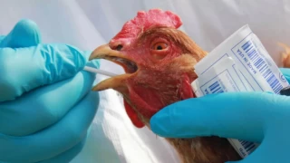 DSÖ: Devam eden kuş gribi salgınları insan için risk oluşturuyor
