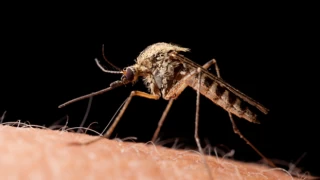 Sivrisinekler kabusunuz olmasın: Korunmak için bu yolları mutlaka deneyin