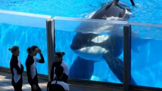50 yıldır akvaryumda esir tutulan katil balina Lolita öldü