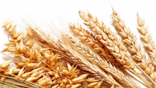 Buğday fiyatlarında yükseliş yüzde 3’u geçti