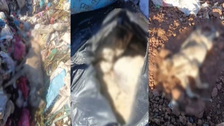 Diyarbakır'daki çöp depolama alanında onlarca ölü köpek bulundu