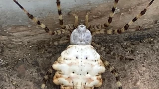 Dünyanın en zehirli örümceklerinden "Argiope lobata" Gümüşhane'de görüldü