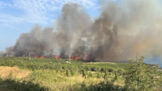Gebze'deki TÜBİTAK'ta bulunan ormanlık alanda yangın çıktı