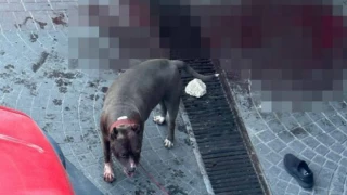 İstanbul Bakırköy'de başıboş bırakılan pitbull, yaşlı adamın ayaklarını parçaladı