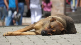 İstanbul Valisi: Sokak hayvanı diye bir şey yok