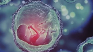 Bilim insanlarından yapay embriyo: Sperm ve yumurta olmadan geliştirildi