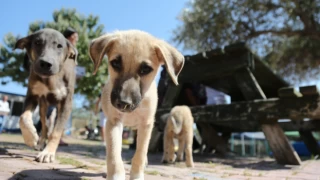 Bolu'ya sokak hayvanı bırakana dev ceza
