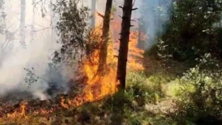 Sultangazi’de orman yangını