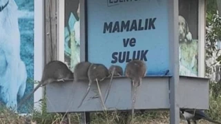 Esenyurt'ta sokağı basan fareler için belediye harekete geçti