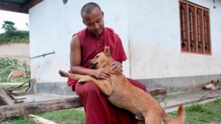 Dünya'da sokak köpeklerinin tamamını kısırlaştıran ilk ülke Bhutan oldu