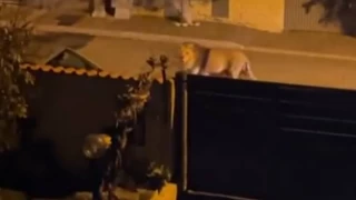 Sirkten kaçan aslan İtalya sokaklarında dolaştı
