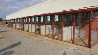 Avukat Hakları Grubu’ndan Konya’daki hayvan barınağına yönelik suç duyurusu