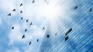 Binaya çarparak ölen yüzlerce kuş büyük tehlikeyi tekrar hatırlattı