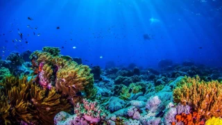 Okyanus ve içindeki canlılar ile ilgili 6 gerçek