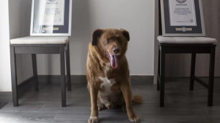 Bobi’nin ‘dünyanın en yaşlı köpeği’ unvanı iptal