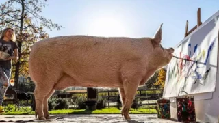Resimleri milyon dolara satılmıştı: Ressam domuz ‘Pigcasso’ hayatını kaybetti