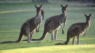 Avustralya'da nesli tükenmiş 3 kanguru türü keşfedildi