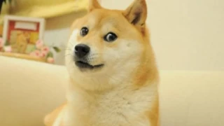 Dogecoin'in simgesi olan köpek Kabosu öldü
