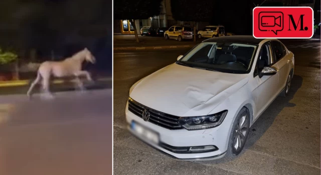 Adana'da başıboş at ile otomobil çarpıştı