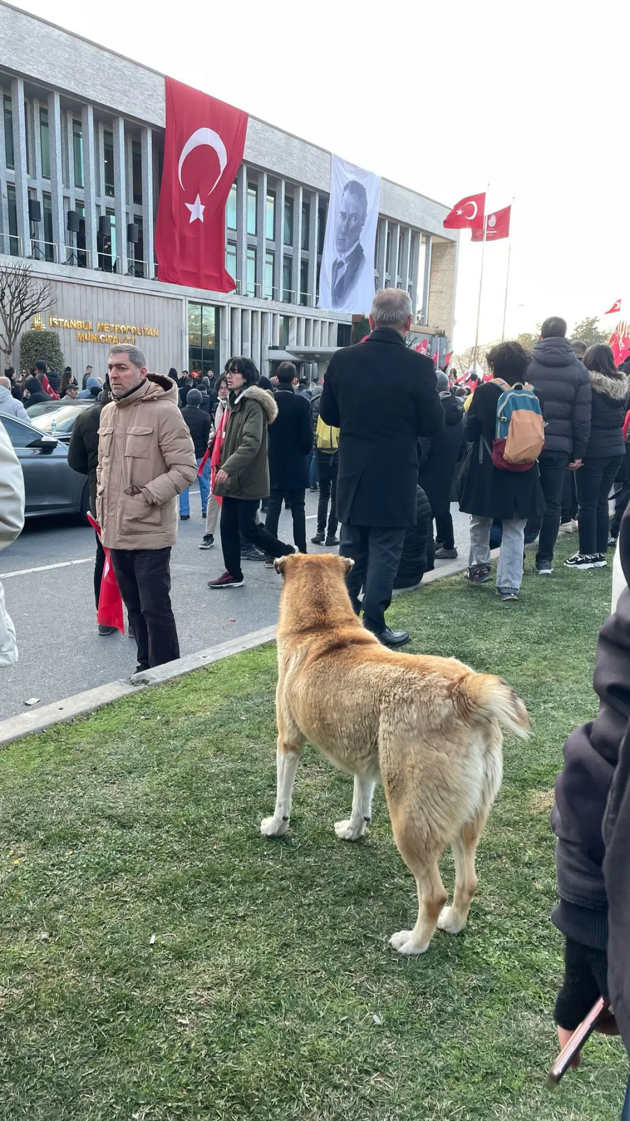 Eylemlerin sevimli destekçileri protestocu köpekler 10
