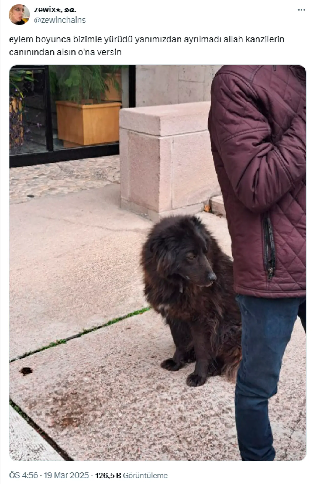 Eylemlerin sevimli destekçileri protestocu köpekler 7