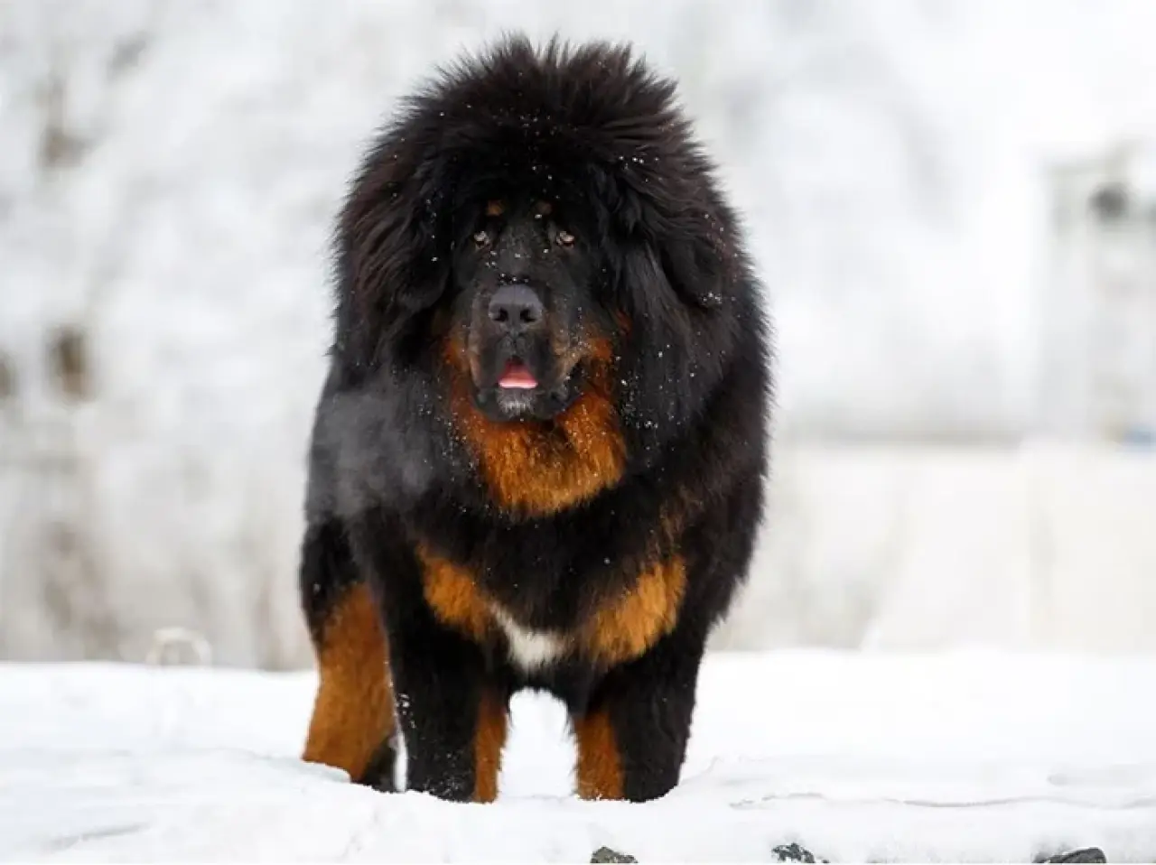 Dünyanın en pahalı 5 evcil hayvanı: Bir güvercin için 1,9 milyon dolar öder misiniz? 2